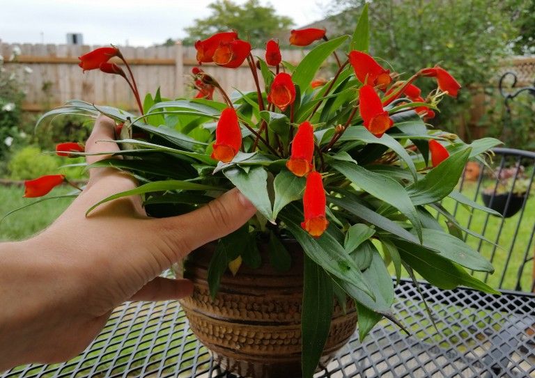 Bolivian sunset gloxinia plant ( Sunset / Gloxinia Plant )